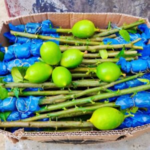 চায়না-3 সীডলেস লেবু(১২মাসি)11 পিস