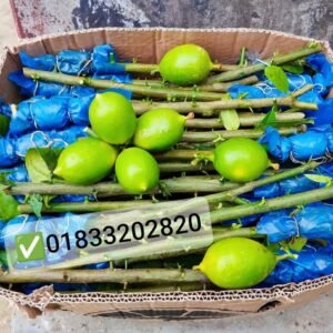 ২০ পিস গুটি কলম ৫০০ টাকা